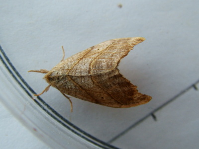 Scalloped Hooktip